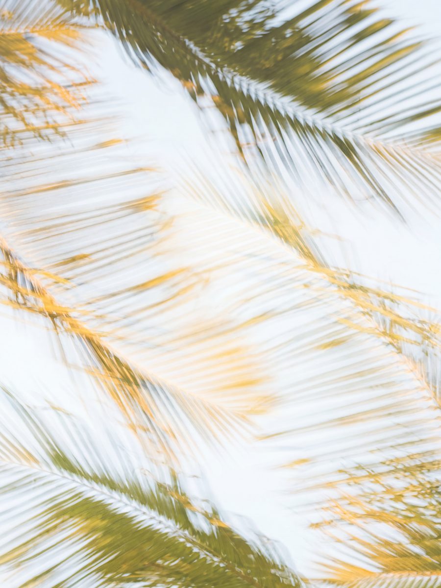 Palms reflected in still water