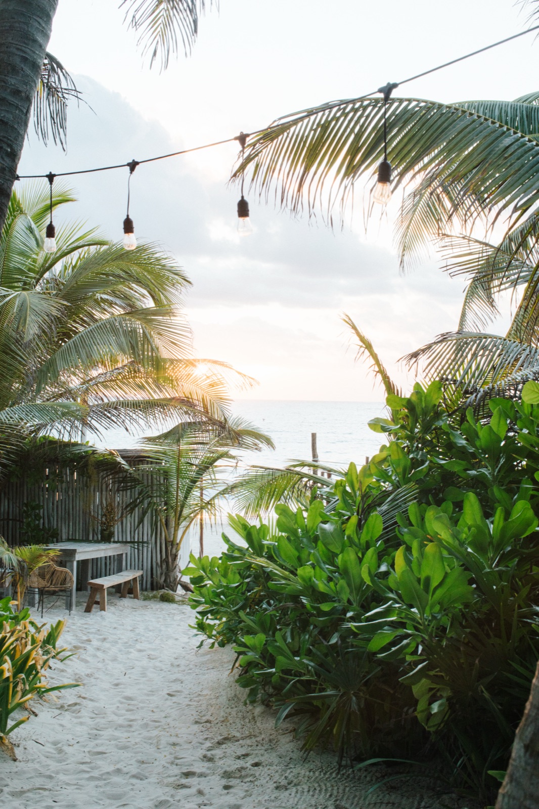 A room, the palms outside